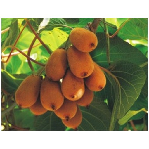 Kiwi Actinidia deliciosa Jenny SELBSTFRUCHTBAR C2