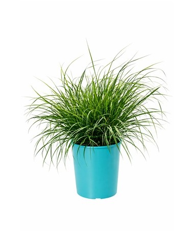 Japanisches Ziergras 'Little Bunny' Topf, 4L