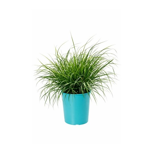 Japanisches Ziergras 'Little Bunny' Topf, 4L