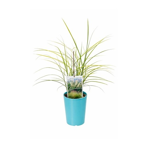 Chinesisches Miscanthus 'Ferner Osten' C4