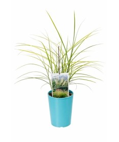 Chinesisches Miscanthus 'Ferner Osten' C4