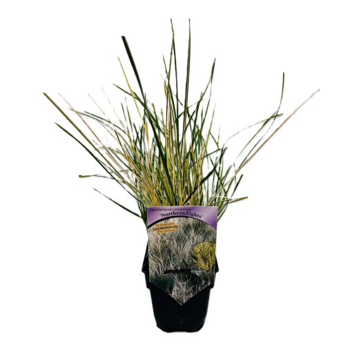 Rasen-Schmiele 'Northern Lights' P9/C1