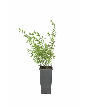Die Graue Spiere (Spiraea × cinerea) ‘Grefsheim’ C2