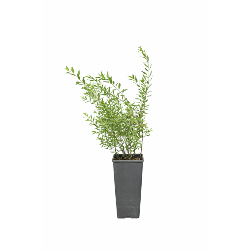 Die Graue Spiere (Spiraea × cinerea) ‘Grefsheim’ C2