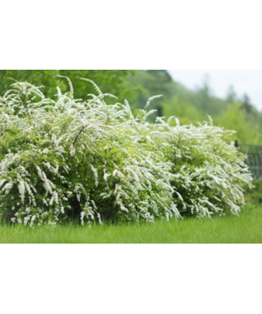 Die Graue Spiere (Spiraea × cinerea) ‘Grefsheim’ C2