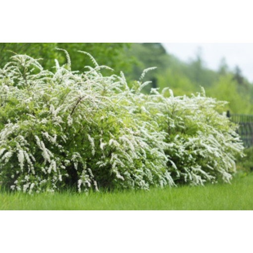 Die Graue Spiere (Spiraea × cinerea) ‘Grefsheim’ C2