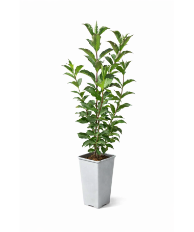WEIGELIE ‘RUBIDOL’ C2