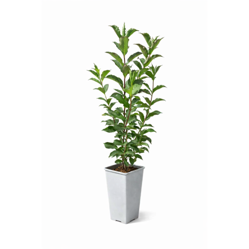 WEIGELIE ‘RUBIDOL’ C2