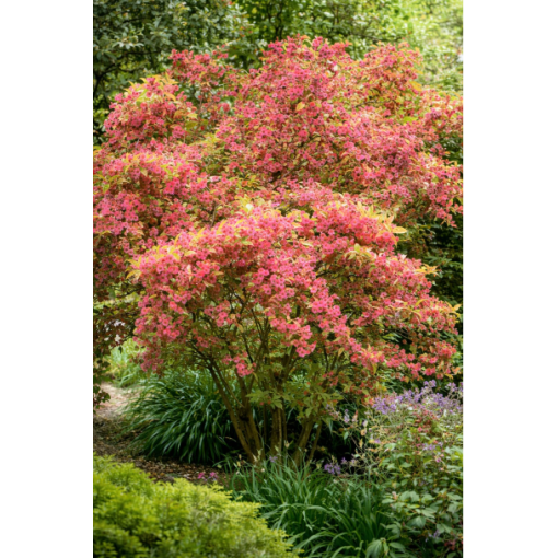 WEIGELIE ‘RUBIDOL’ C2