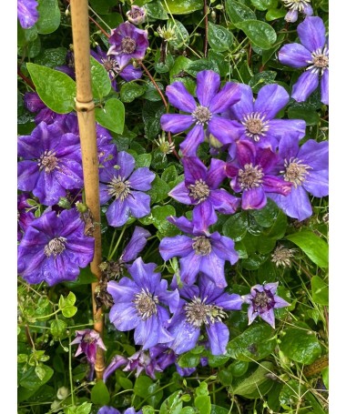 Clematis ‘Ashva’ C4