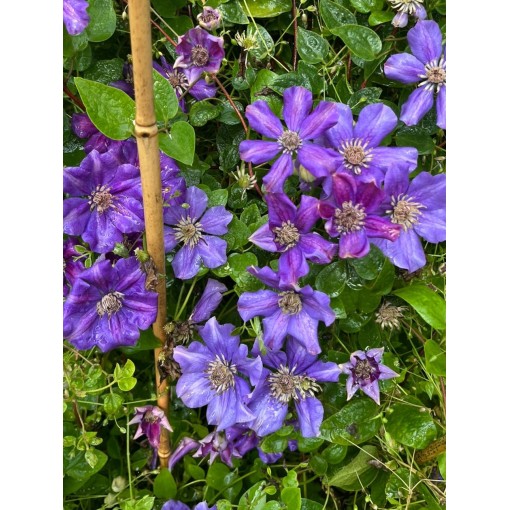 Clematis ‘Ashva’ C4