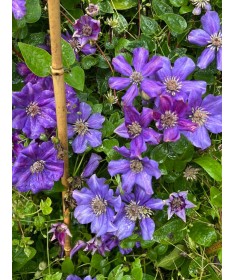 Clematis ‘Ashva’ C4
