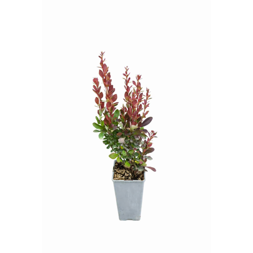 Berberitze 'Red Pillar' C2