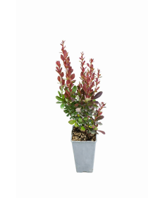 Berberitze 'Red Pillar' C2