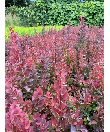 Berberitze 'Red Pillar' C2