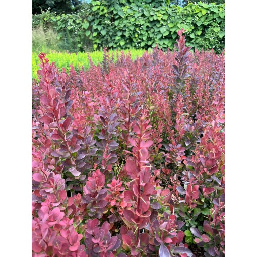 Berberitze 'Red Pillar' C2