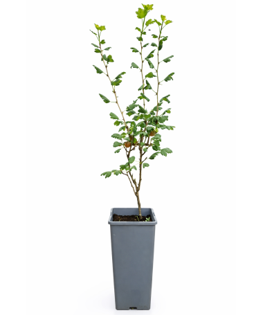 Rote Stachelbeere 'Hinnonmaki Red' C2