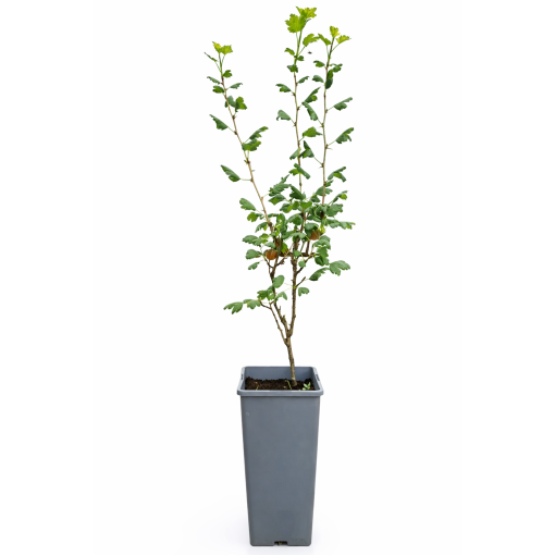 Rote Stachelbeere 'Hinnonmaki Red' C2