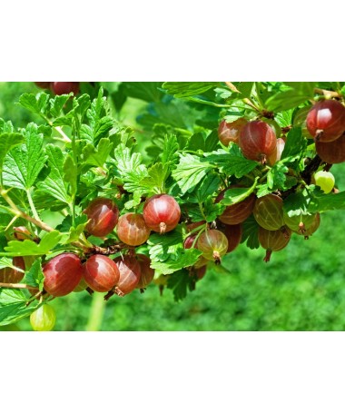 Rote Stachelbeere 'Hinnonmaki Red' C2