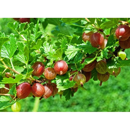 Rote Stachelbeere 'Hinnonmaki Red' C2
