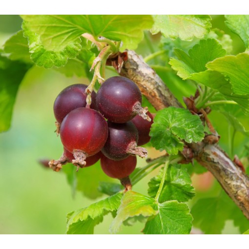 Rote Stachelbeere 'Hinnonmaki Red' C2