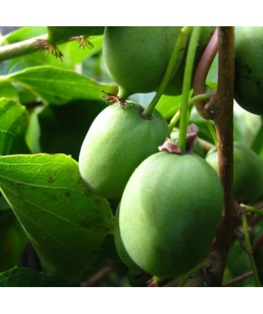 Kiwi Actinidia Sientiabrskaja (buntblättrig) C2