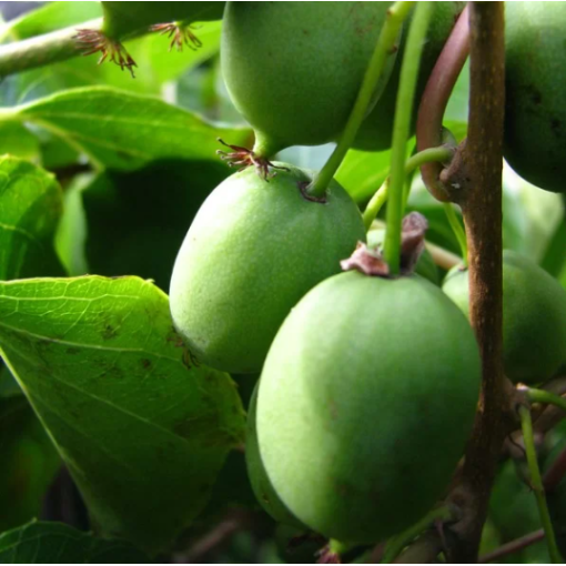 Kiwi Actinidia Sientiabrskaja (buntblättrig) C2