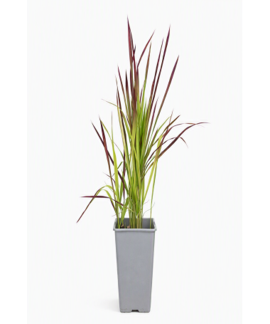 Japanisches Blutgras 'Red Baron' C2