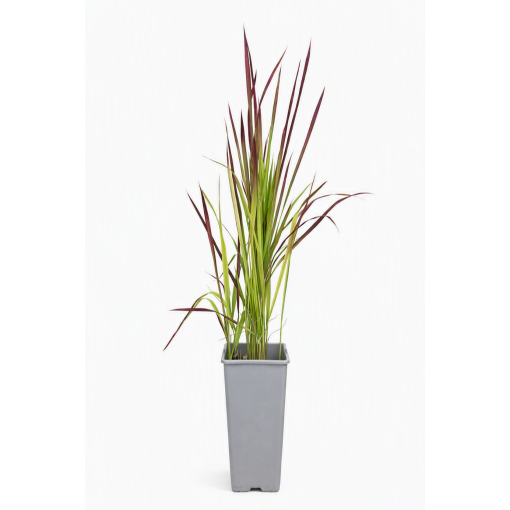 Japanisches Blutgras 'Red Baron' C2