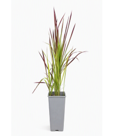 Japanisches Blutgras 'Red Baron' C2