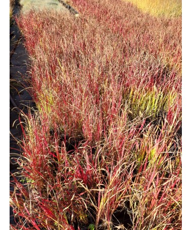 Japanisches Blutgras 'Red Baron' C2