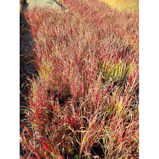 Japanisches Blutgras 'Red Baron' C2