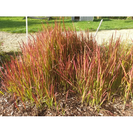 Japanisches Blutgras 'Red Baron' C2