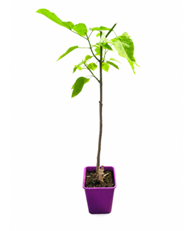 Catalpa C6 (Stammform – niedrigere Ausführung)