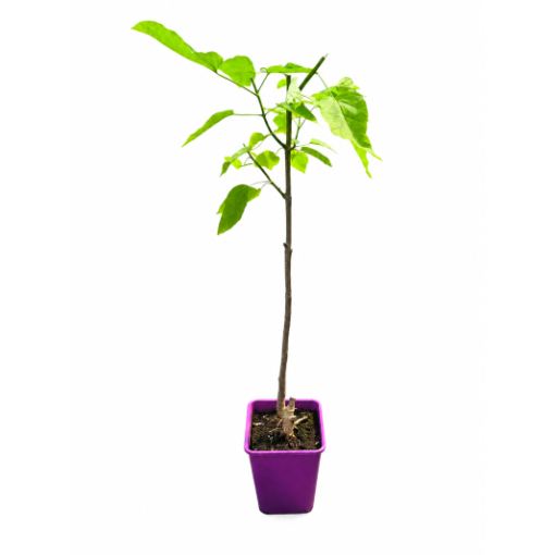 Catalpa C6 (Stammform – niedrigere Ausführung)