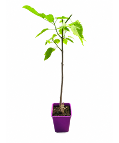 Catalpa C6 (Stammform – niedrigere Ausführung)