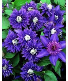 Clematis ‘Kokonoe’® C2