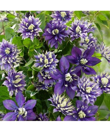 Clematis ‘Kokonoe’® C2