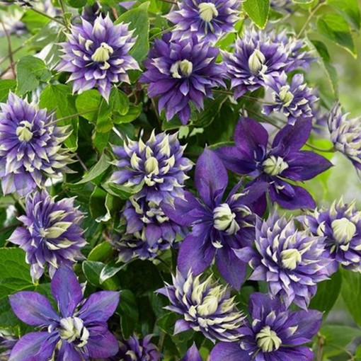 Clematis ‘Kokonoe’® C2