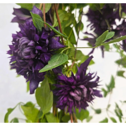 Clematis ‘Kokonoe’® C2