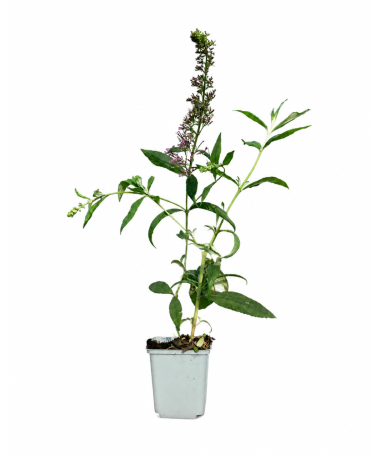 Sommerflieder 'Pink Delight' P9/C1