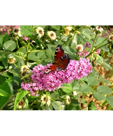 Sommerflieder 'Pink Delight' P9/C1