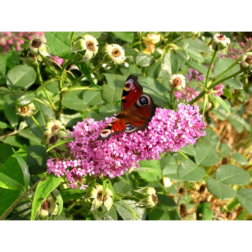 Sommerflieder 'Pink Delight' P9/C1