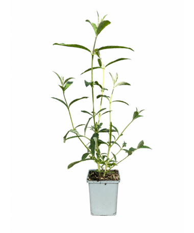 Sommerflieder 'Border Beauty' P9/C1
