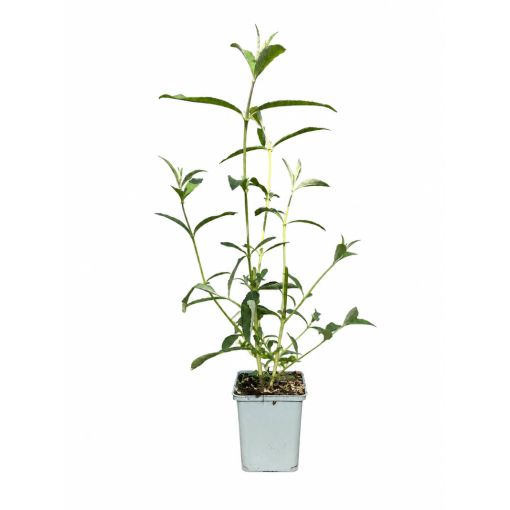 Sommerflieder 'Border Beauty' P9/C1