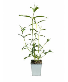 Sommerflieder 'Border Beauty' P9/C1