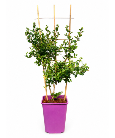Indische Lagerströmie 'White' (Ohne Mittagssonne) (Spalier) C6