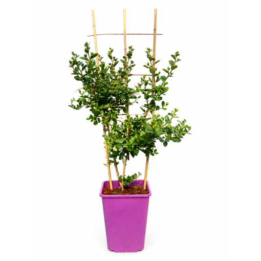 Indische Lagerströmie 'White' (Ohne Mittagssonne) (Spalier) C6