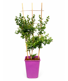 Indische Lagerströmie 'White' (Ohne Mittagssonne) (Spalier) C6