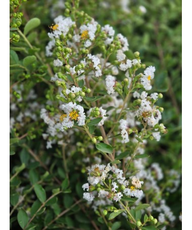Indische Lagerströmie 'White' (Ohne Mittagssonne) (Spalier) C6